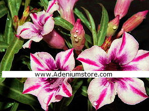 (image for) Adenium Obesum \'Zahra\' 5 Seeds